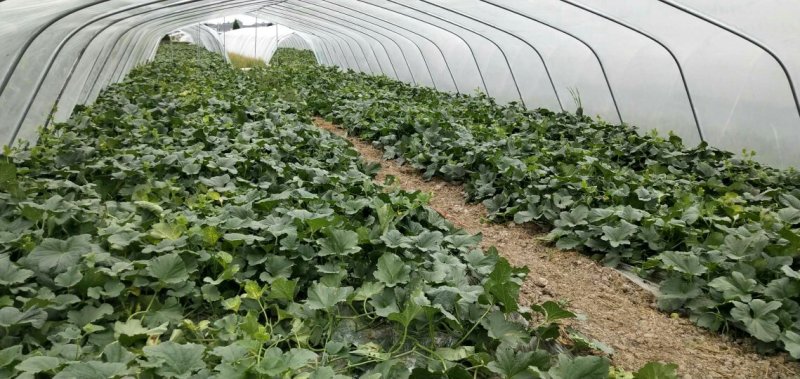 西州蜜25号哈密瓜甜瓜西瓜瓜果种植农户
