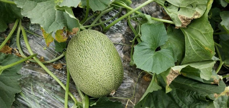 西州蜜25号哈密瓜甜瓜西瓜瓜果种植农户