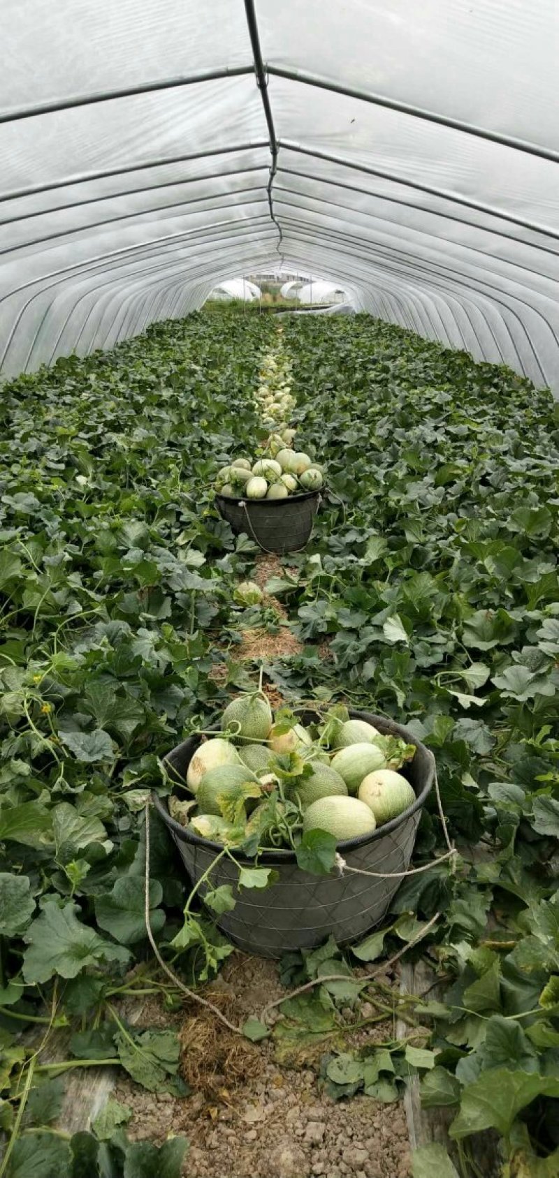 西州蜜25号哈密瓜甜瓜西瓜瓜果种植农户