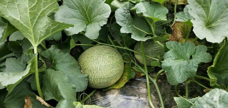 西州蜜25号哈密瓜甜瓜西瓜瓜果种植农户