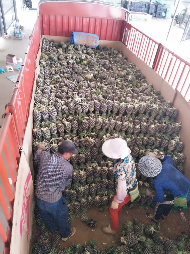 雨季风梨大量上市，香甜可口价格优惠，口感非常好，有需要的