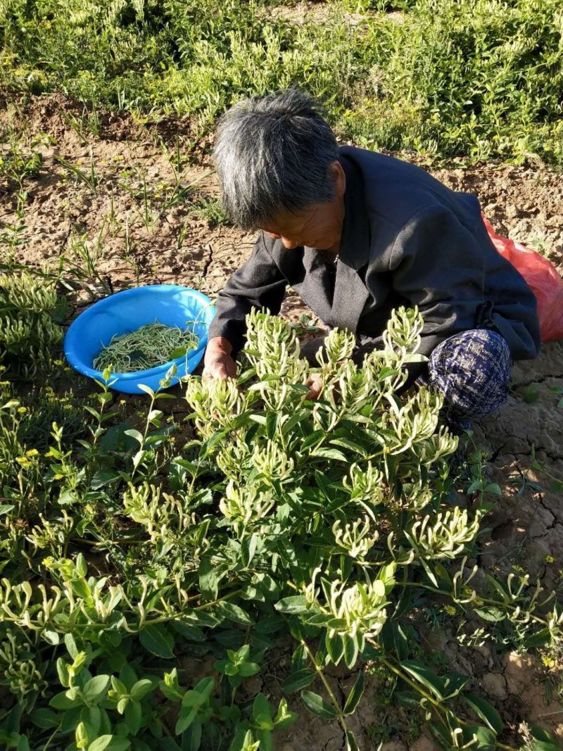 新品种花蕾一号树形金银花包纯度，技术，包回收