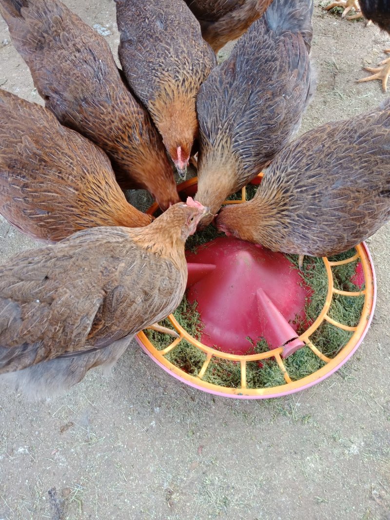 正宗农家散养土鸡~牧草鸡~