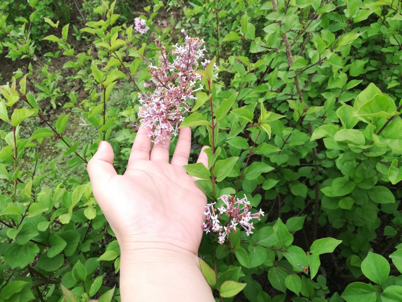 紫丁香树苗