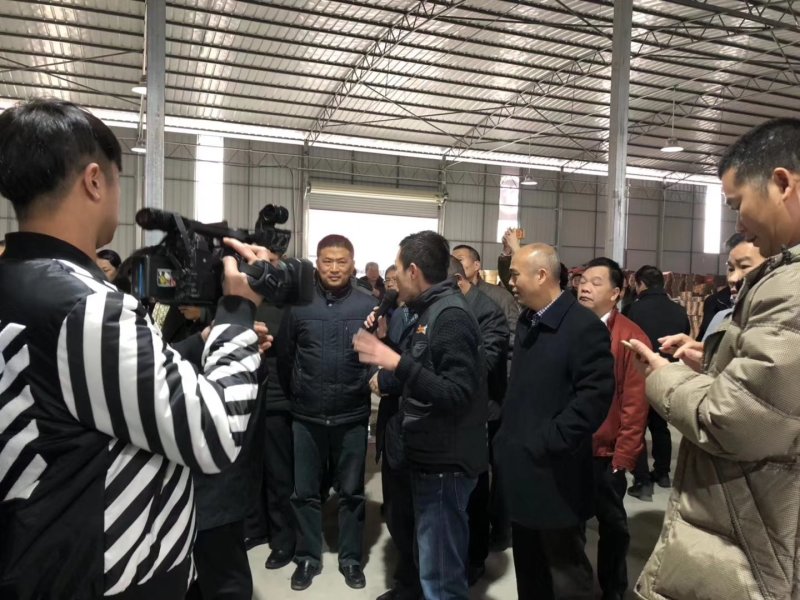 广西金桔，融安金桔，脆皮金桔，金桔