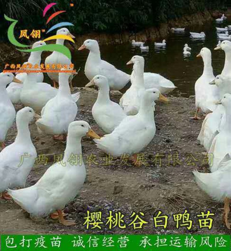 肉鸭，蛋鸭，鸭蛋。