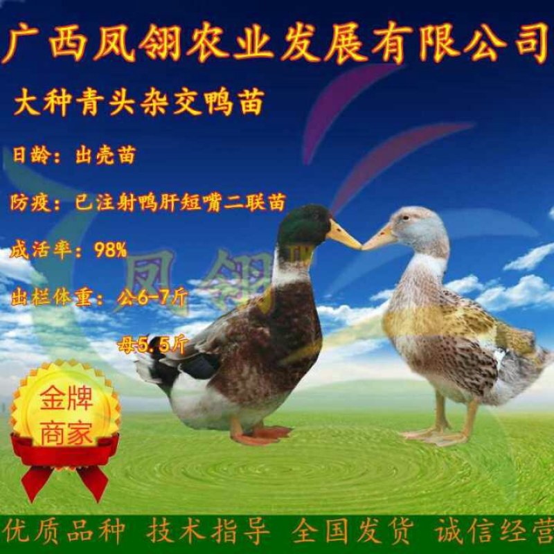 肉鸭，蛋鸭，鸭蛋。