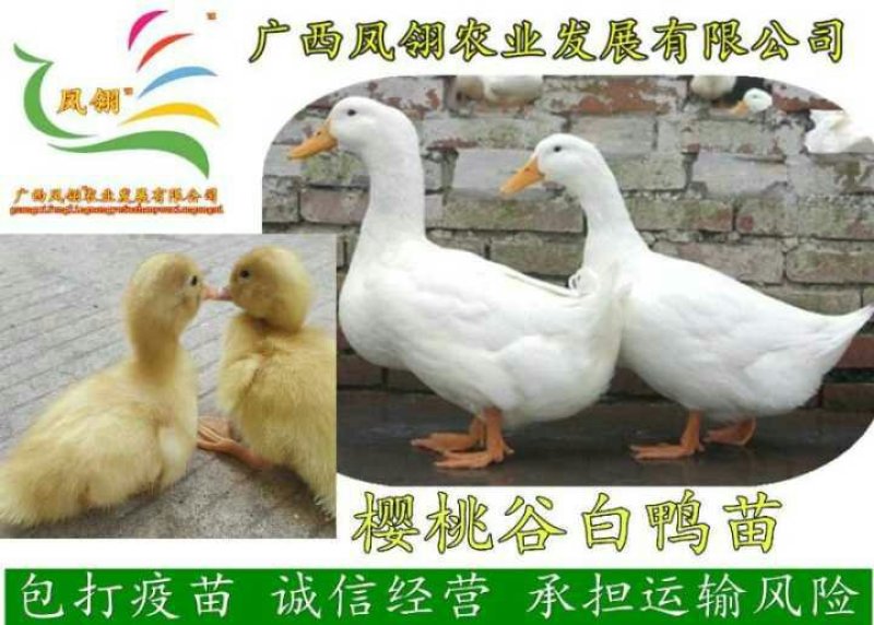 肉鸭，蛋鸭，鸭蛋。