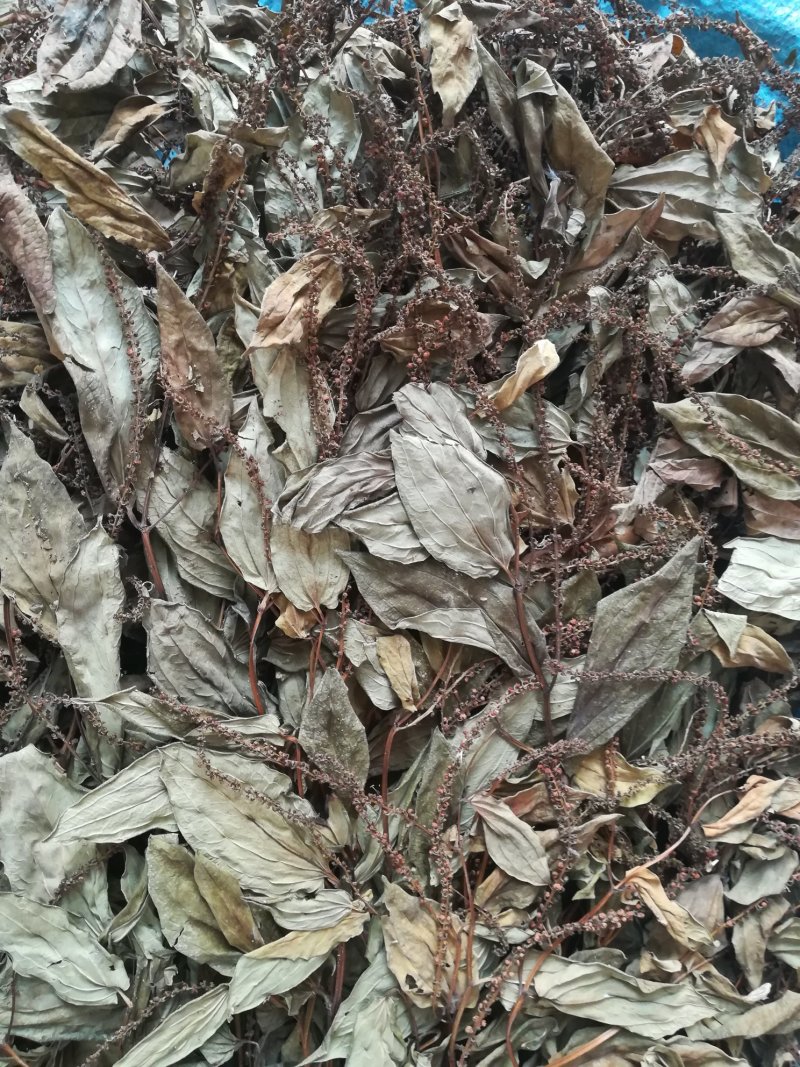 三白草晒干一白二白草中药材