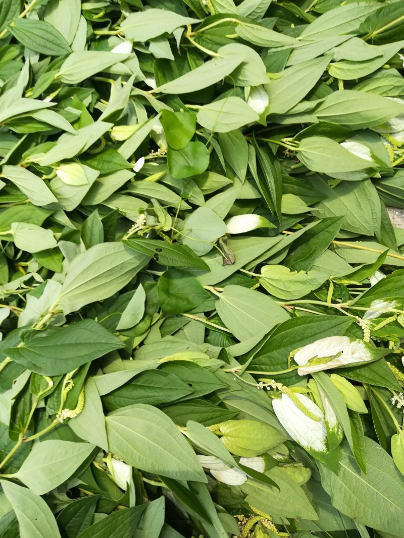 三白草晒干一白二白草中药材