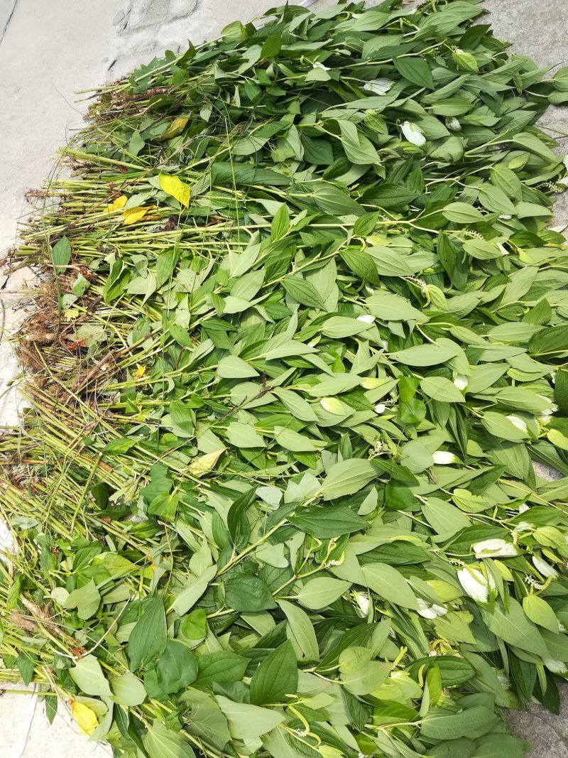 三白草晒干一白二白草中药材