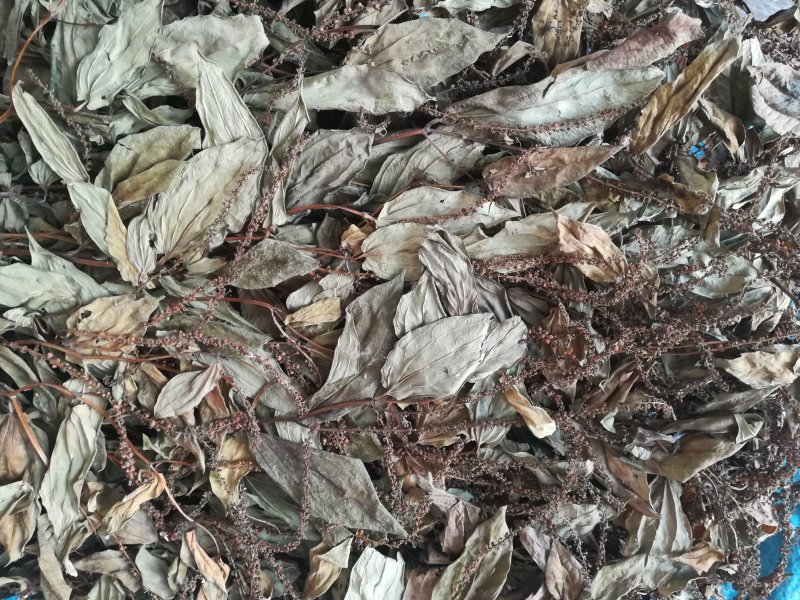 三白草晒干一白二白草中药材