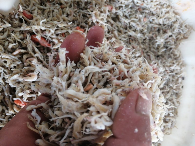 熟咸小饲料鱼