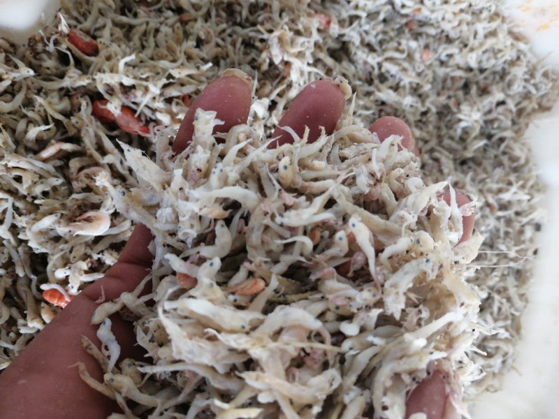 熟咸小饲料鱼
