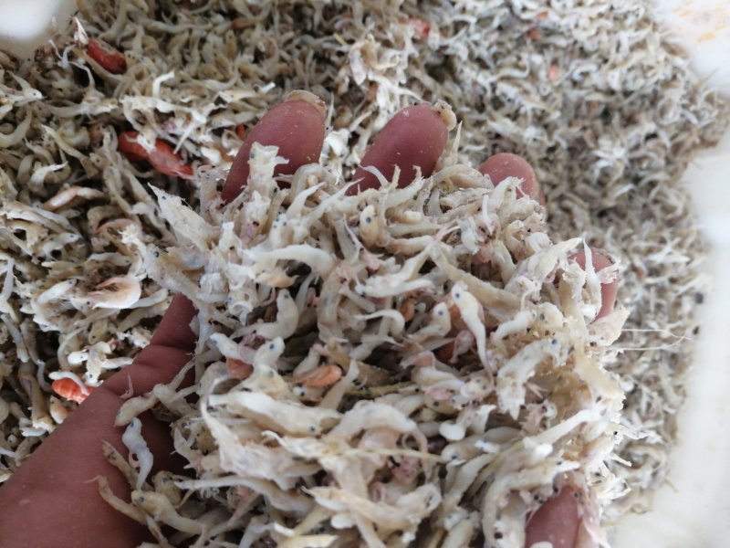 熟咸小饲料鱼