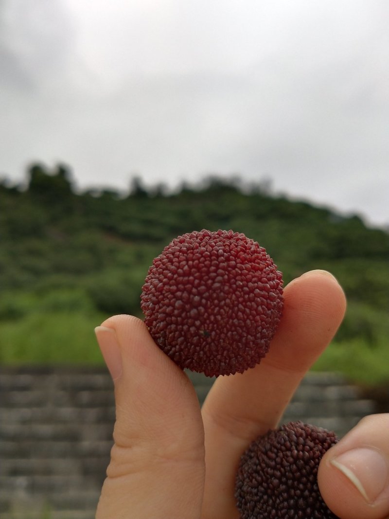 仙居杨梅东魁大杨梅，自产自销