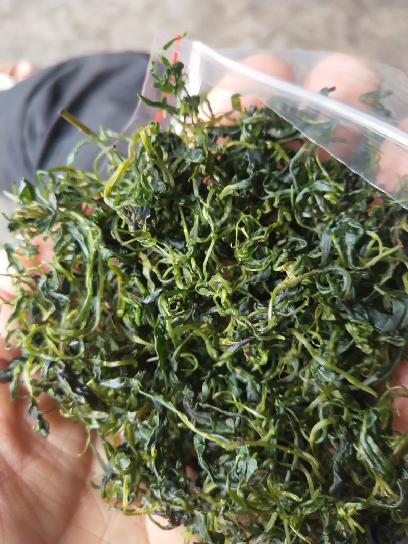小叶苦丁茶，批发，零售自产自销欢一件也是批发价