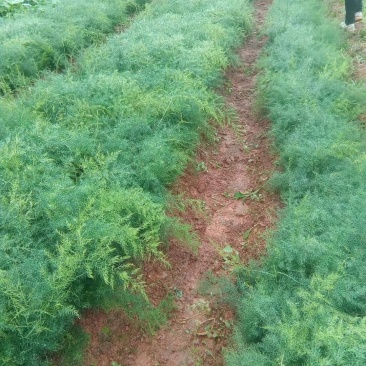 云南永胜大型天冬基地精品天冬种苗，基地直供，保证成活率！
