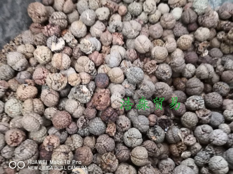 草豆蔻选货个子大粒量大从优欢迎选购