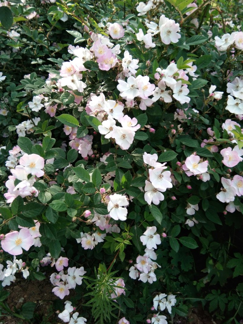 【百花蜜】原生态高浓度***结晶液态望料塑装大桶装二斤起