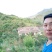 正宗农家散养土鸡~牧草鸡~