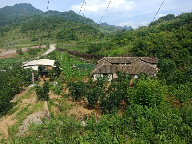 正宗农家散养土鸡~牧草鸡~
