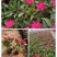 长春花