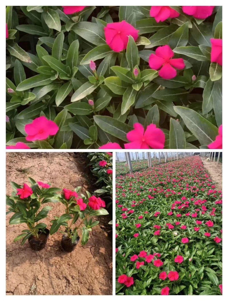 长春花