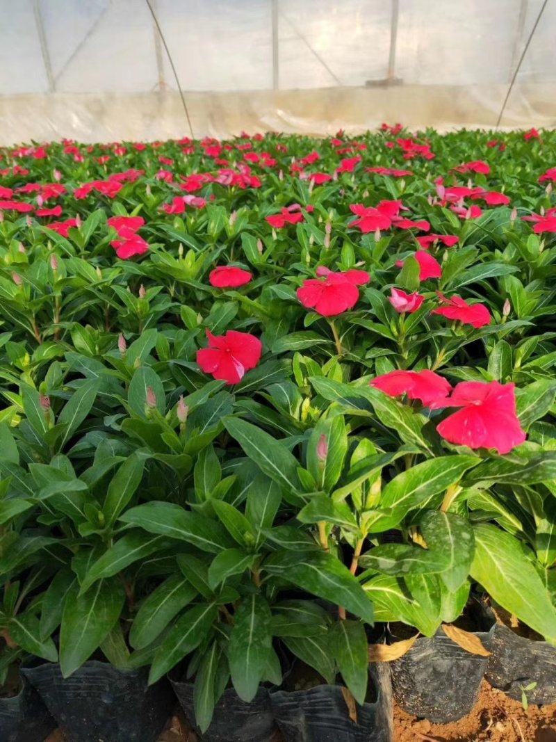 长春花