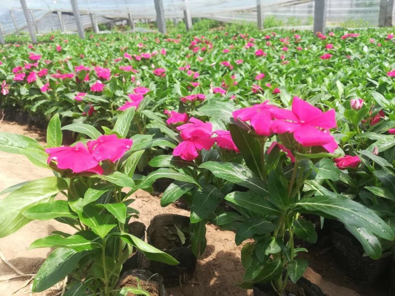 长春花