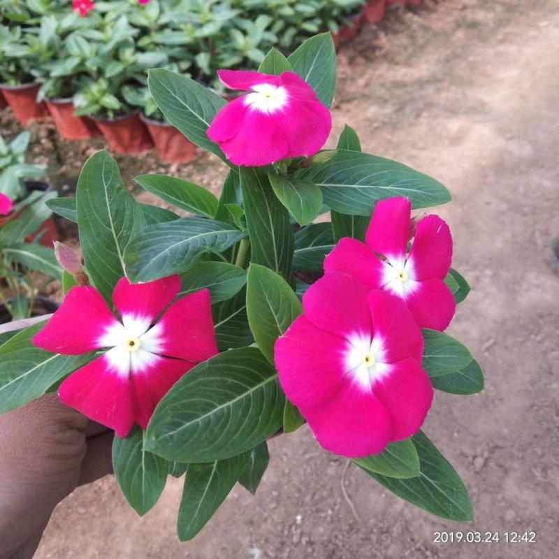 长春花