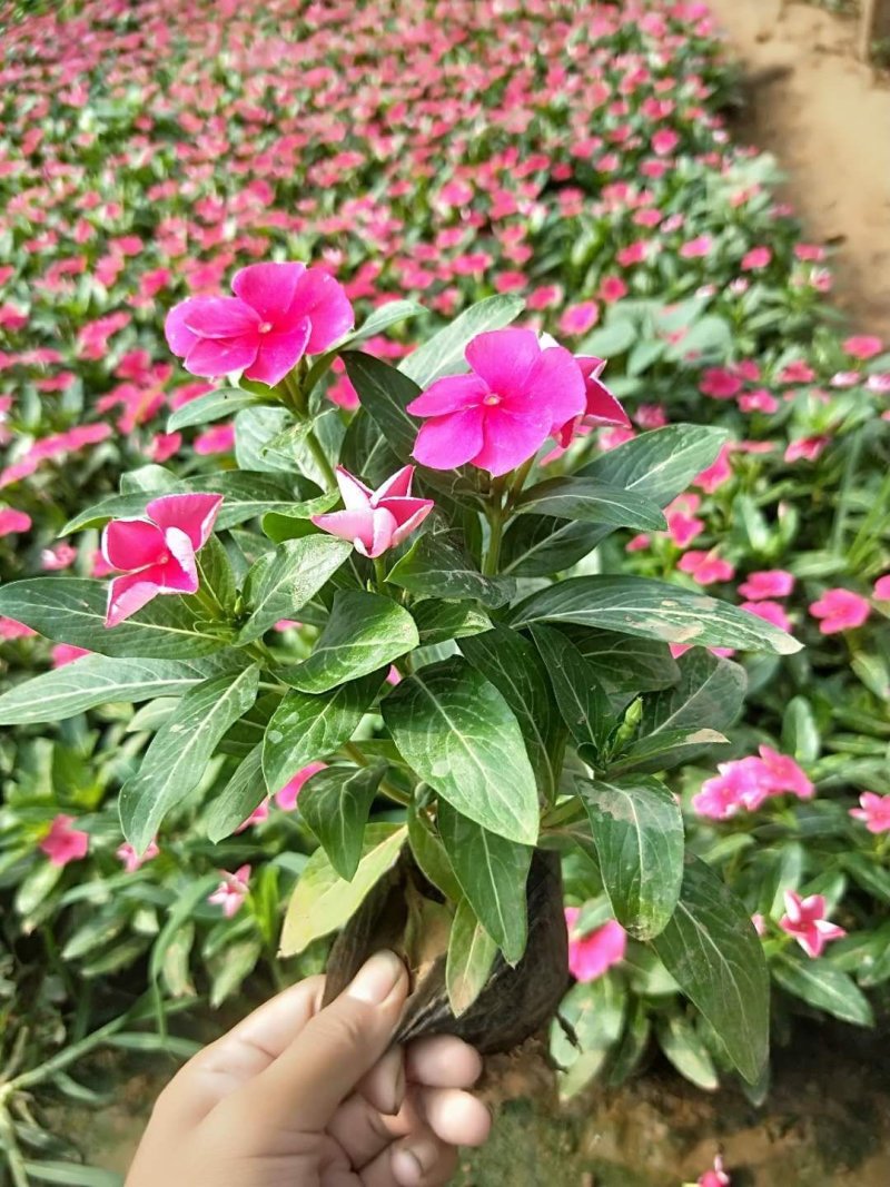 长春花