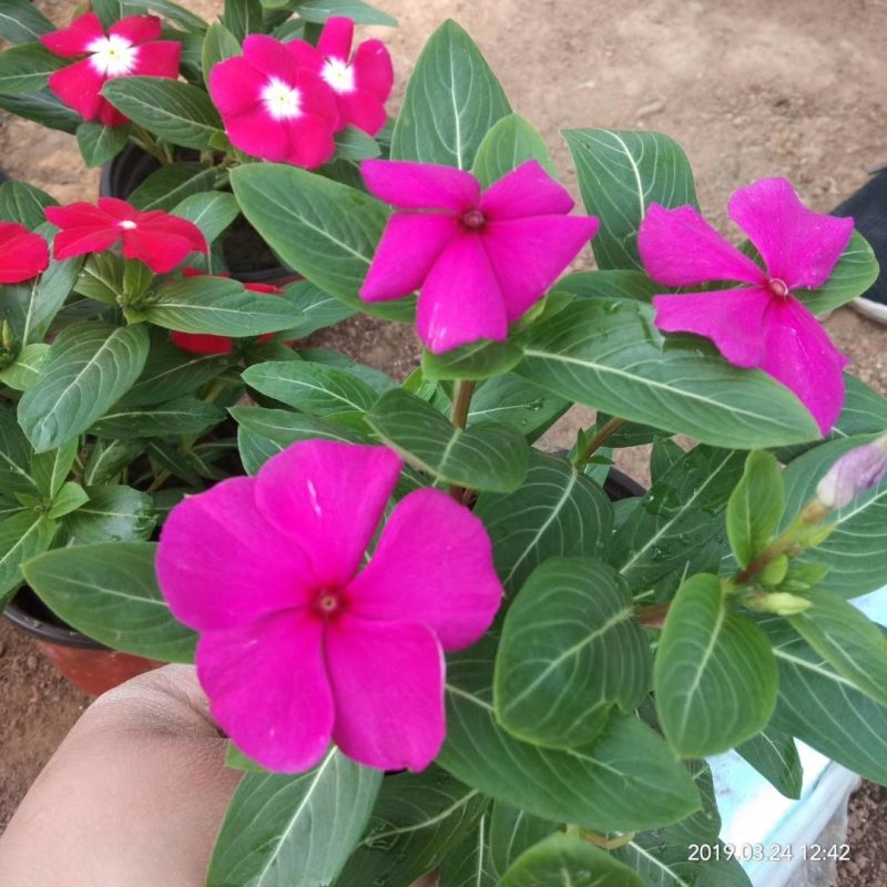 长春花