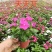 长春花