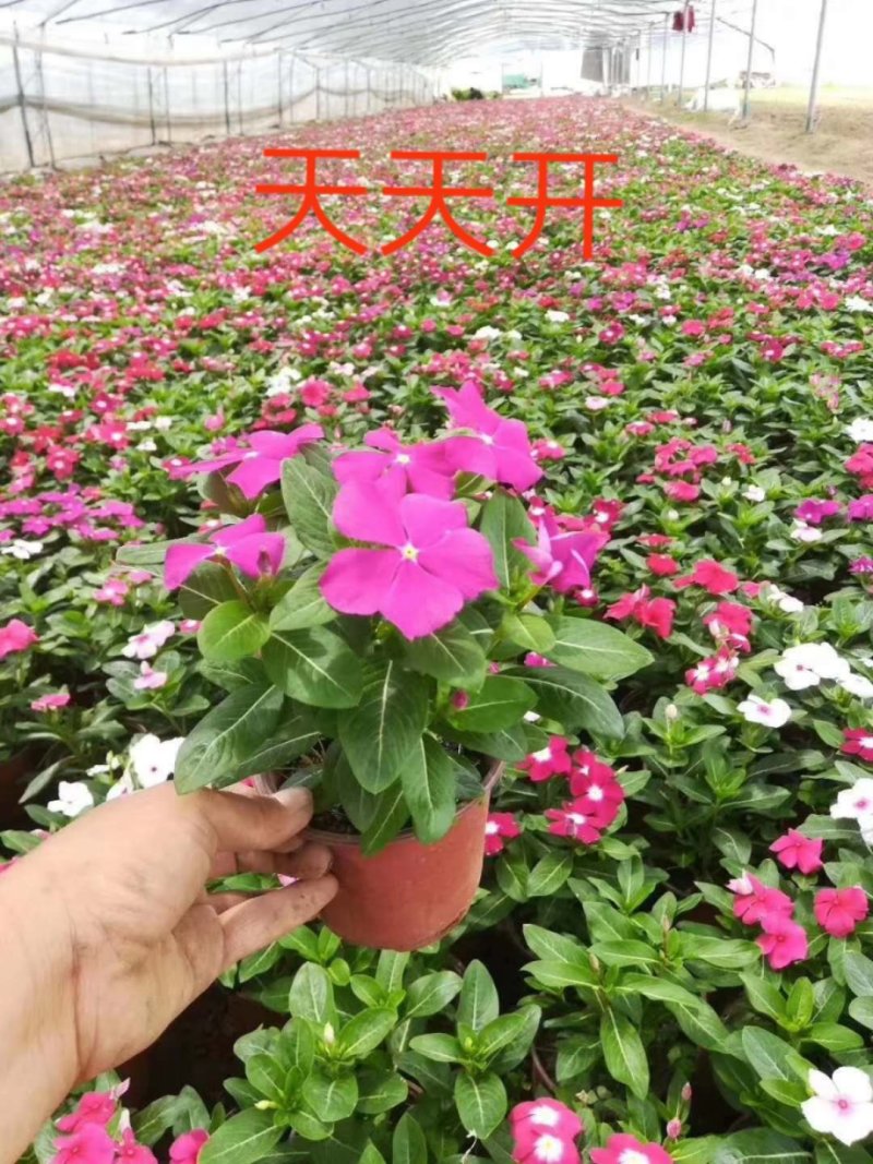 长春花