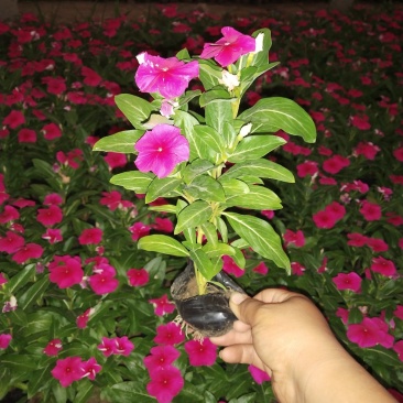 长春花