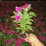 长春花