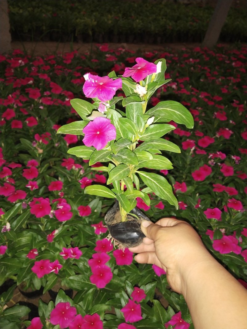 长春花