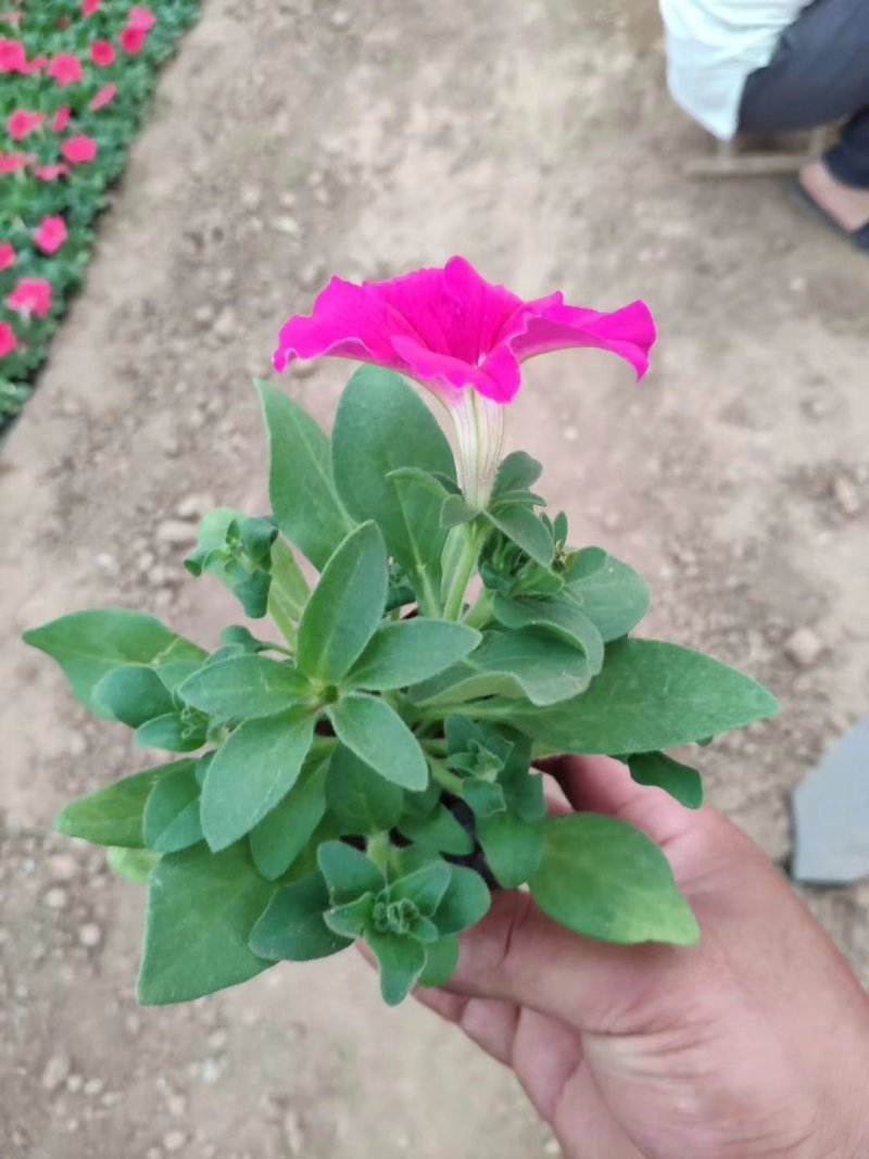 矮牵牛四个颜色白粉红兰
