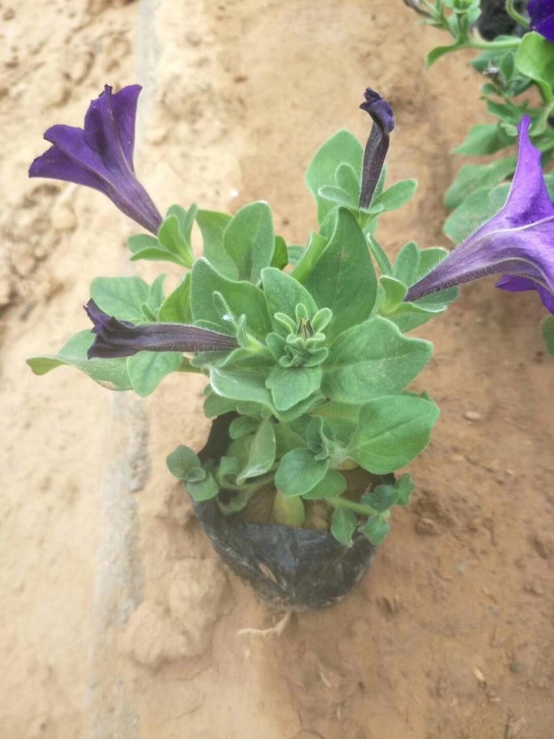 矮牵牛四个颜色白粉红兰