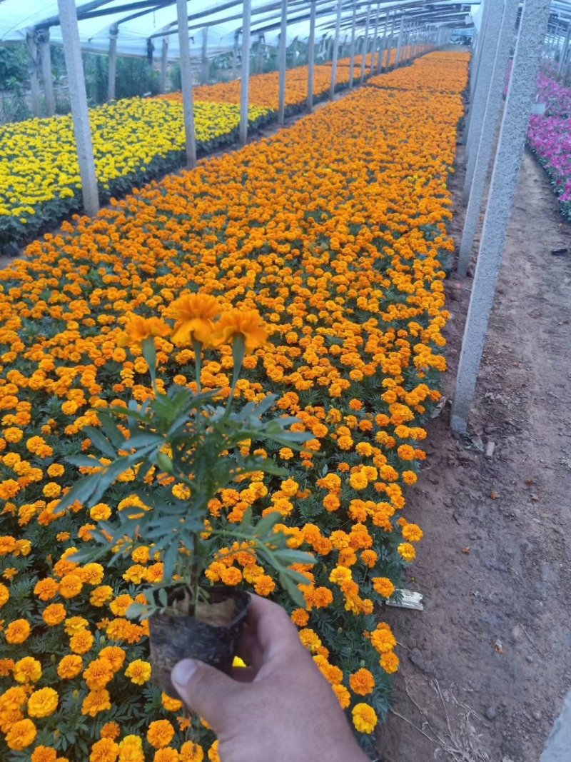 孔雀草