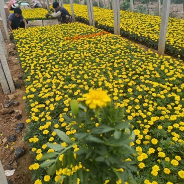 孔雀草