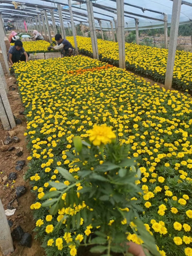 孔雀草