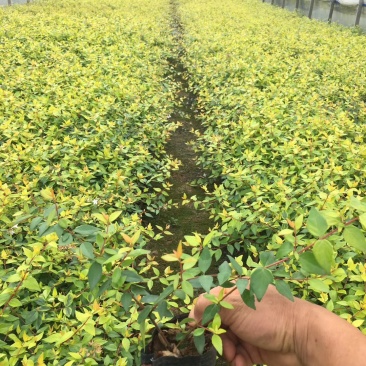 大花六道木，大花六道木杯苗，六道木基地直销，绿化苗木