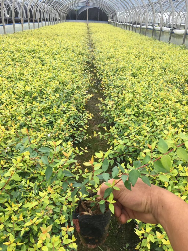 大花六道木，大花六道木杯苗，六道木基地直销，绿化苗木