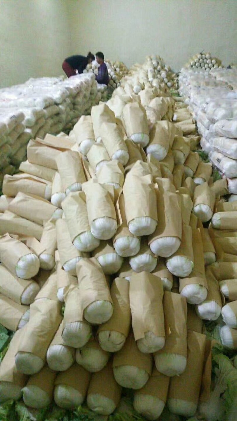 黄心白菜大量上市，质美价廉，欢迎全国客商前来选购