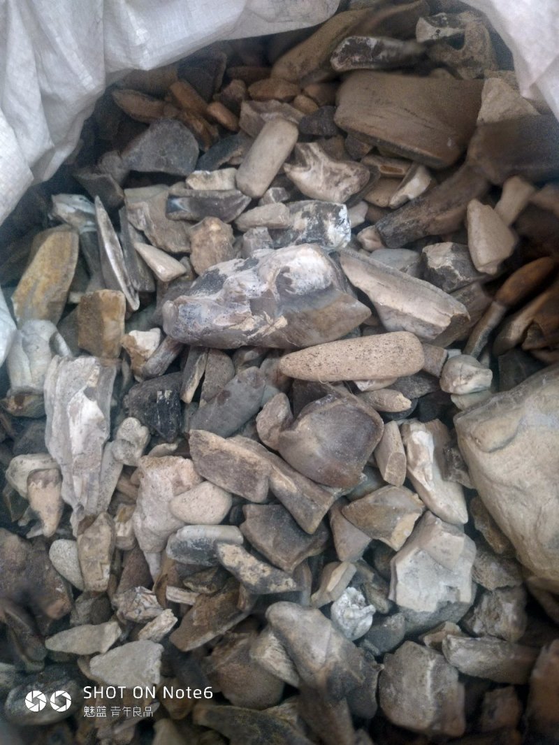 青龙齿
