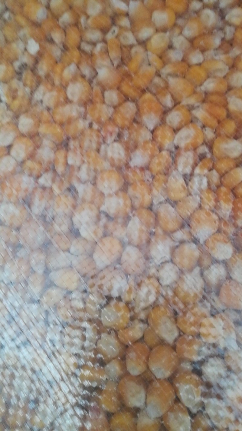玉米糁渣细，中，粗糁膨化玉米糁！玉米面！