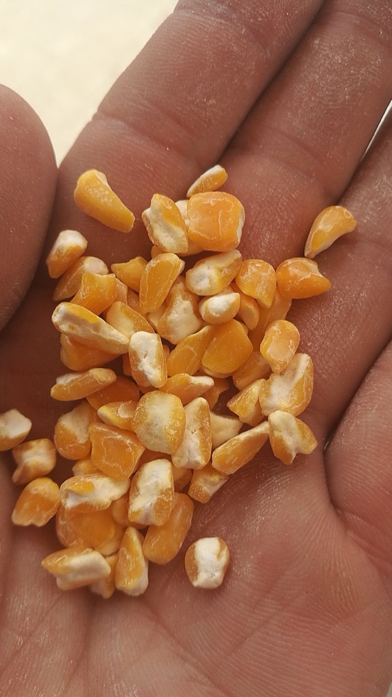 玉米糁渣细，中，粗糁膨化玉米糁！玉米面！
