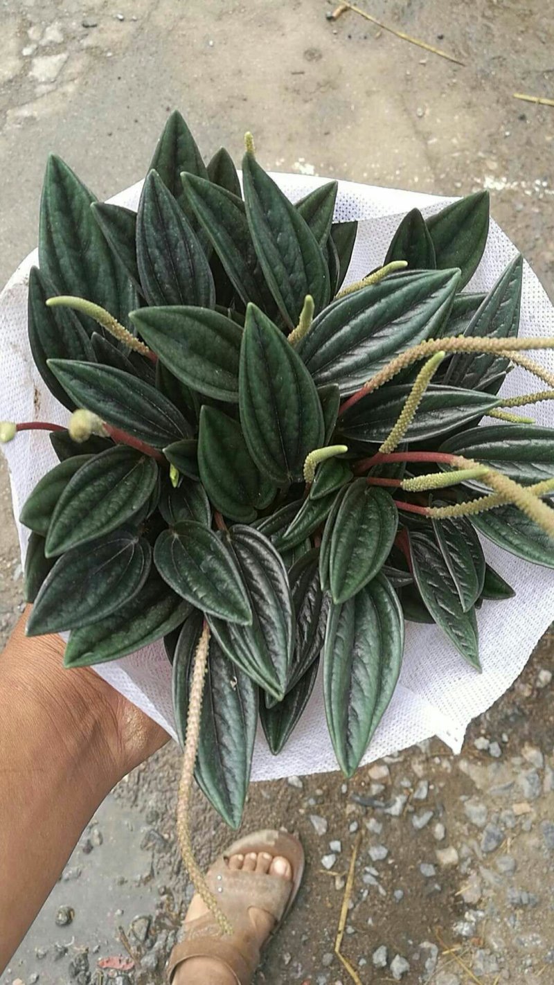 红天使盆栽基地直发
